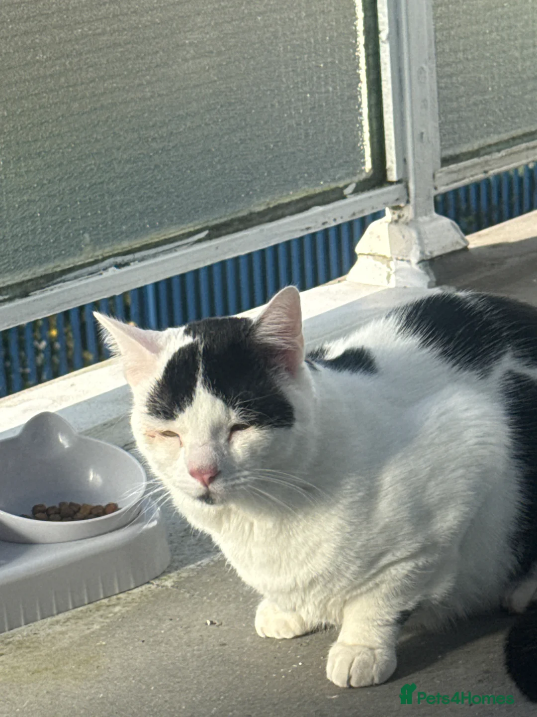 Mixed Breed cats for sale: Cute cat - Advert 1