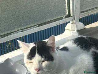 Mixed Breed cats Cute cat - Advert 5