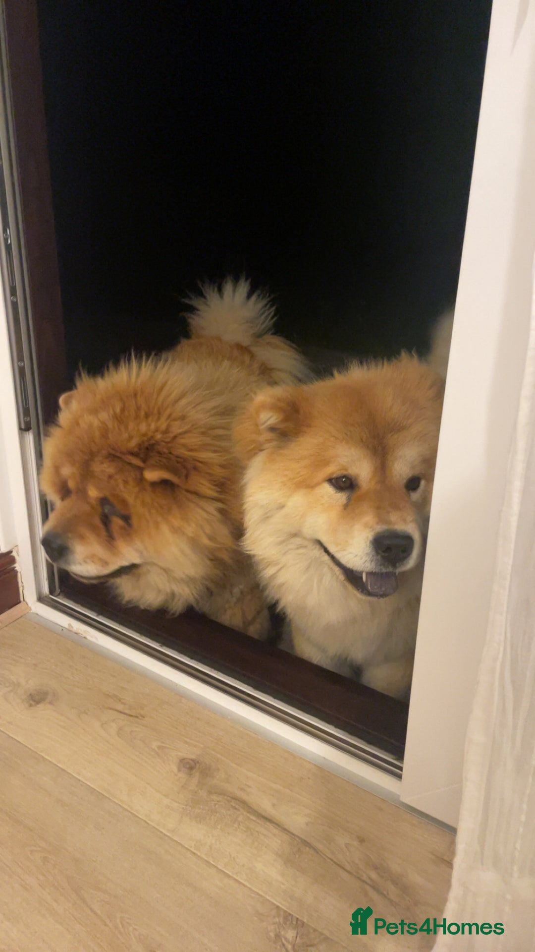 Chow Chow dogs for sale: Gorgeous Chow Chow Puppies Raised in a loving Home - Image 16