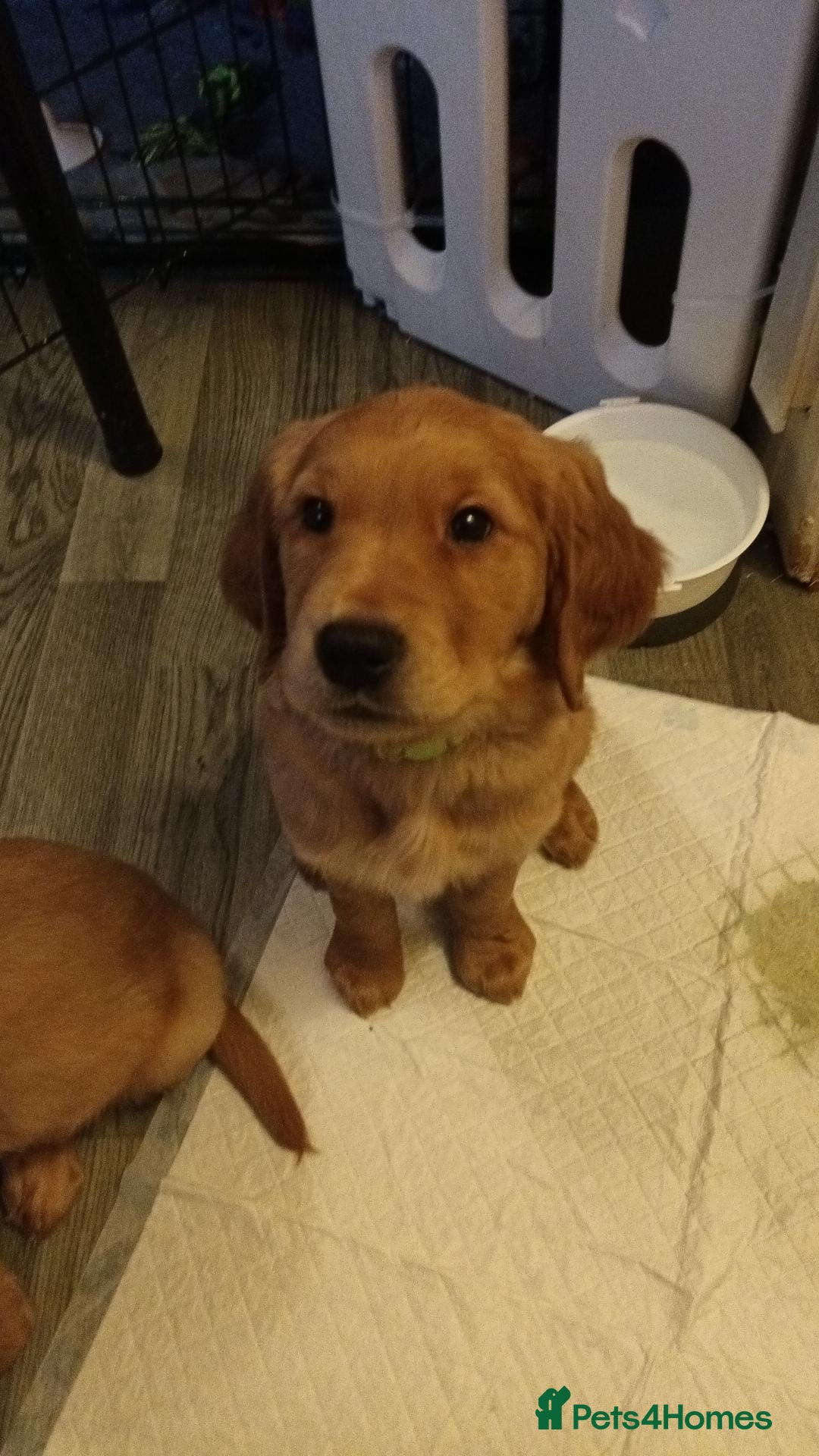 Golden Retriever dogs for sale: 1 boy ready to leave KC reg Red Golden retriever - Advert 5