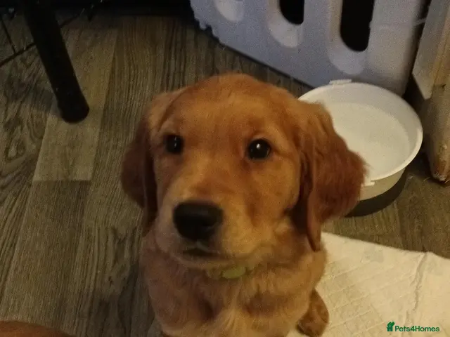 Golden Retriever dogs for sale: 1 boy ready to leave KC reg Red Golden retriever - Advert 5