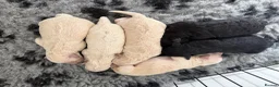 Poochon dogs for sale: Outstanding F1 health tested puppies - Advert 6