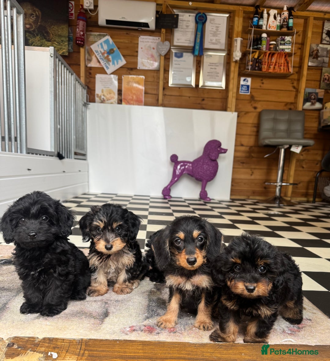 Mixed Breed dogs for sale: Daxiepoos (council licensed breeders) - Image 14
