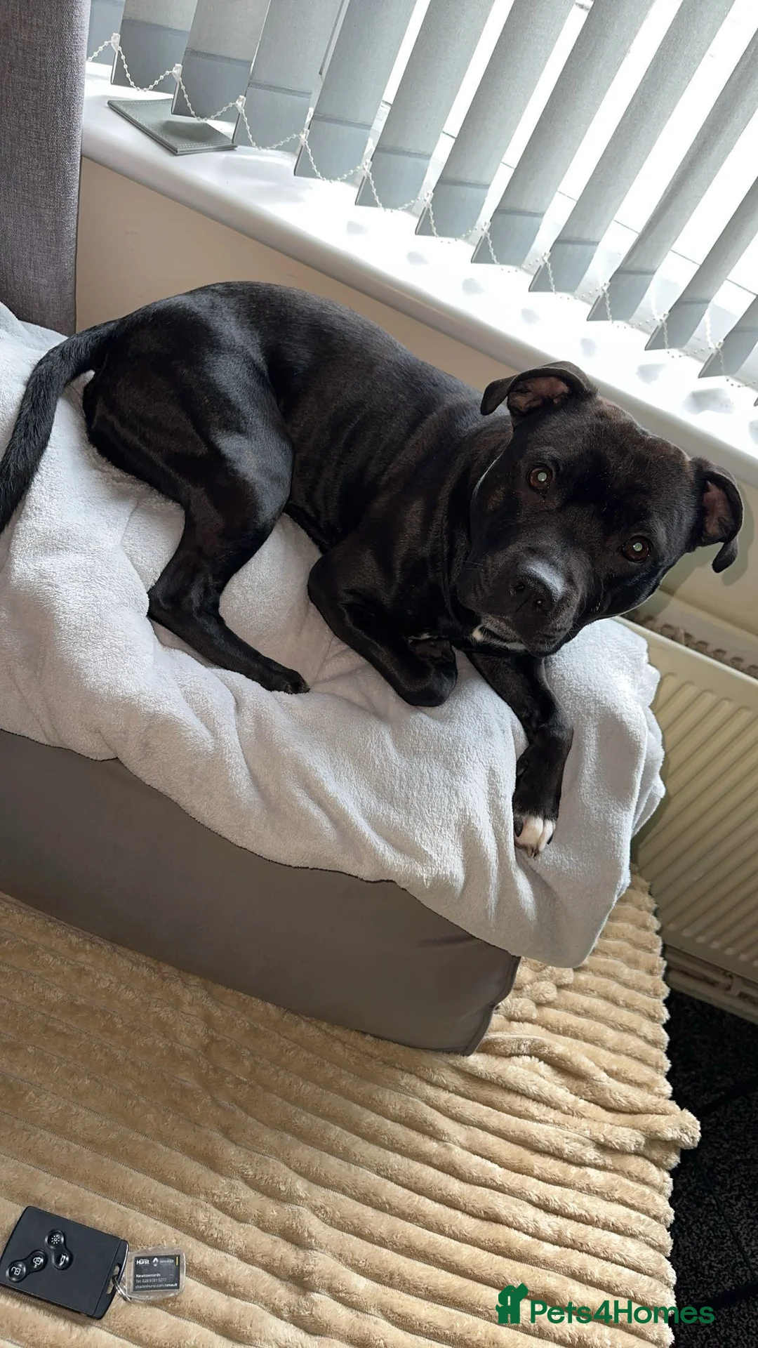 Staffordshire Bull Terrier dogs for stud: Looking to stud him out - Advert 1