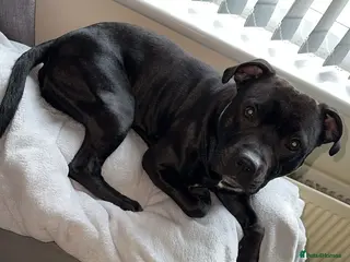 Staffordshire Bull Terrier dogs Looking to stud him out - Advert 15