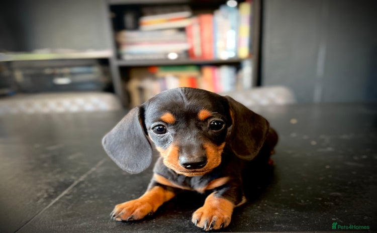Miniature Dachshund dogs - Advert 14