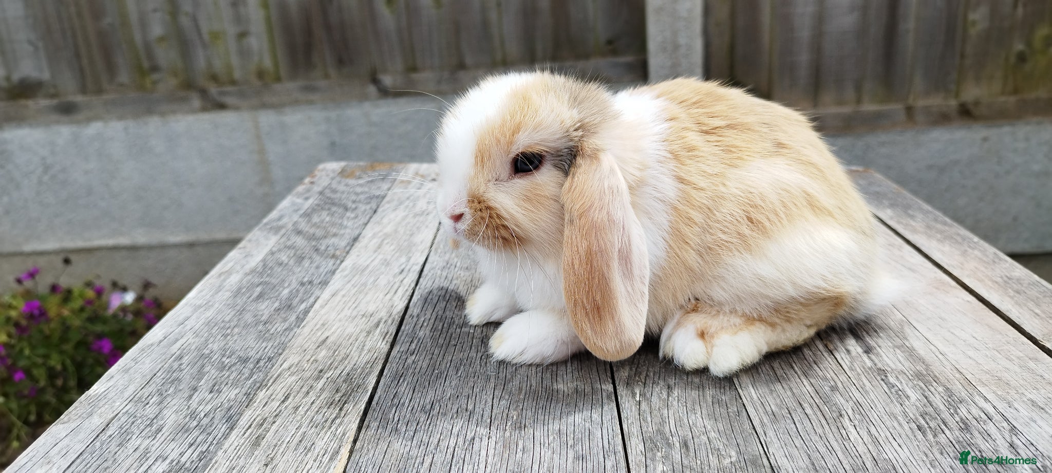 Mini Lop rabbits Mini lop bunnies ( Updated:04/06/26) - Advert 12