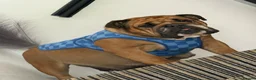 English Bulldog dogs for sale: English Bulldog Puppies  - Advert 3