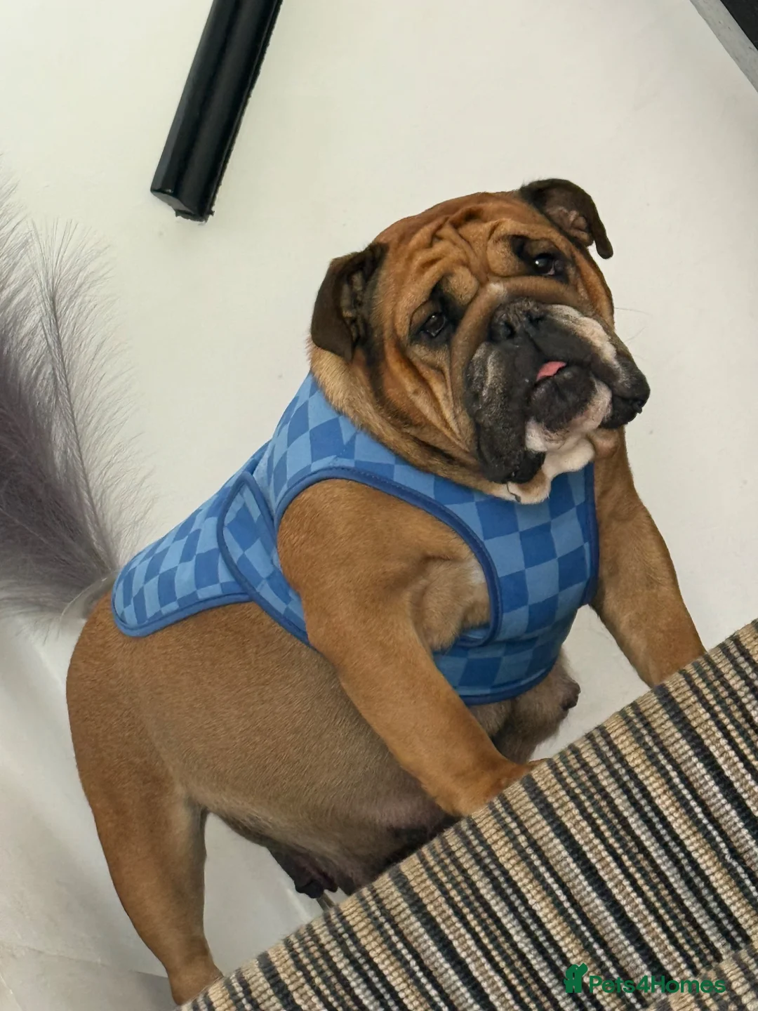 English Bulldog dogs for sale: English Bulldog Puppies  - Advert 3