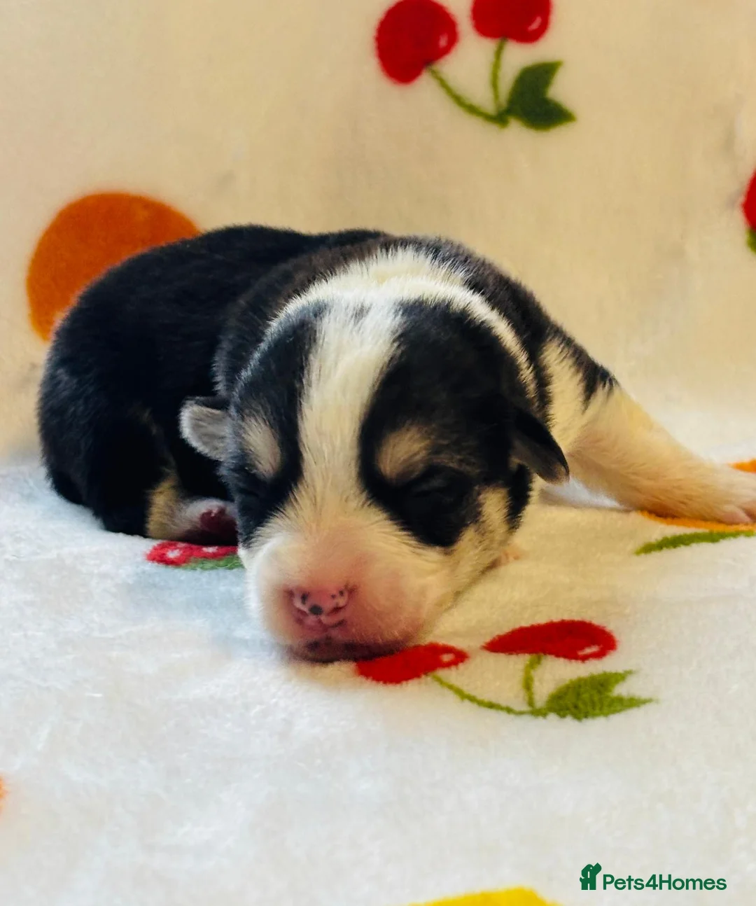 Welsh Corgi Pembroke dogs for sale: Stunning pedigree puppies, health tested parents in Manchester - Advert 16