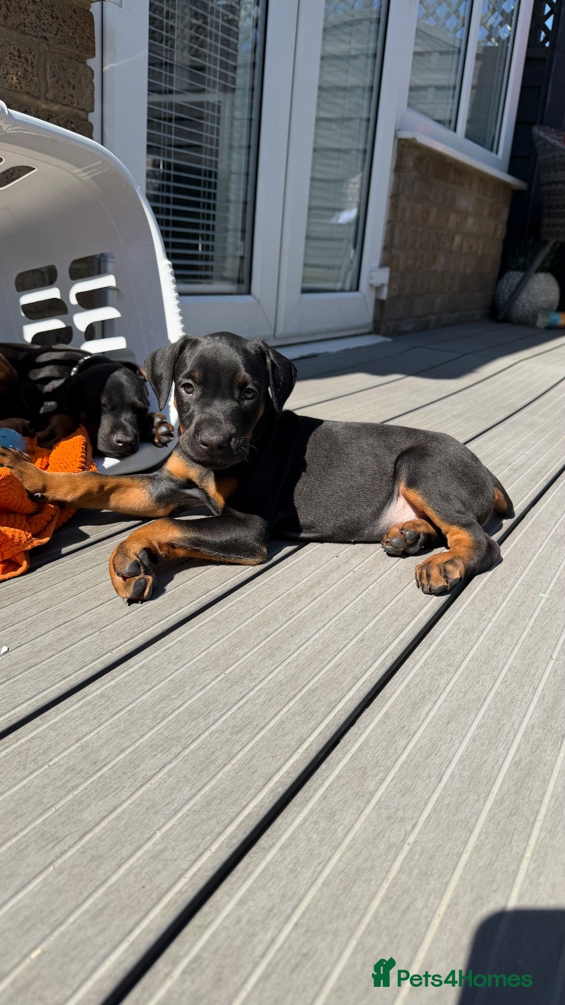 Dobermann dogs READY TO LEAVE!! | Doberman puppies!  - Advert 9