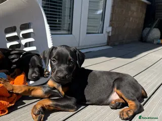 Dobermann dogs READY TO LEAVE!! | Doberman puppies! - Advert 9