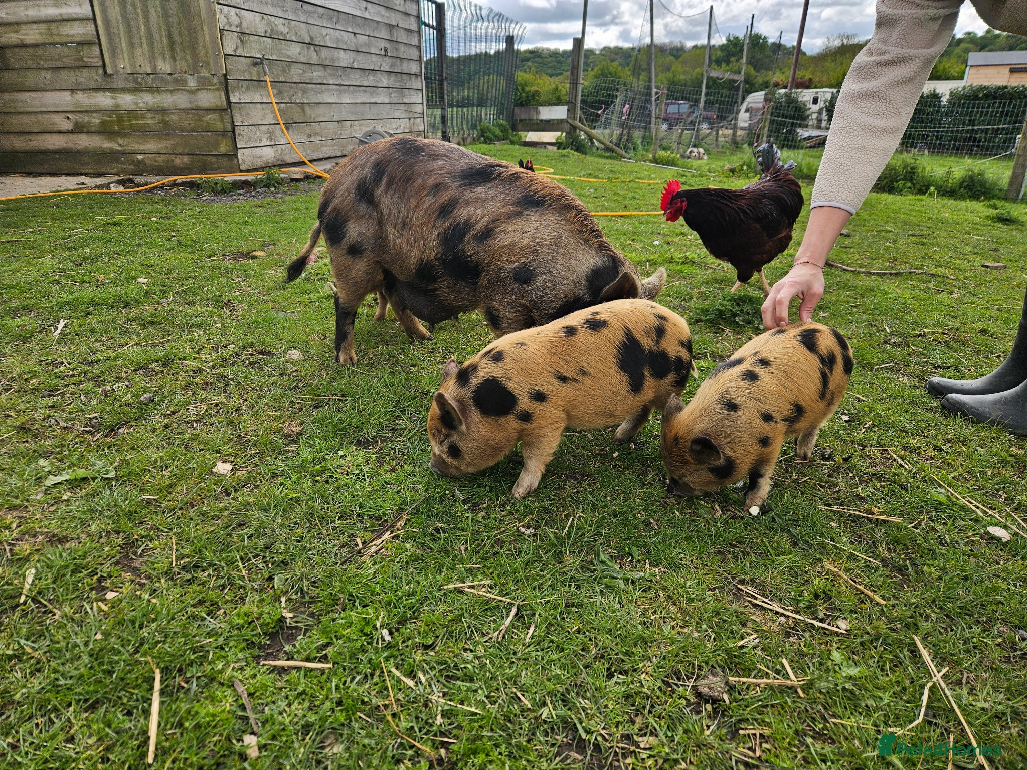 Pig livestock Miniature pigs  - Advert 2