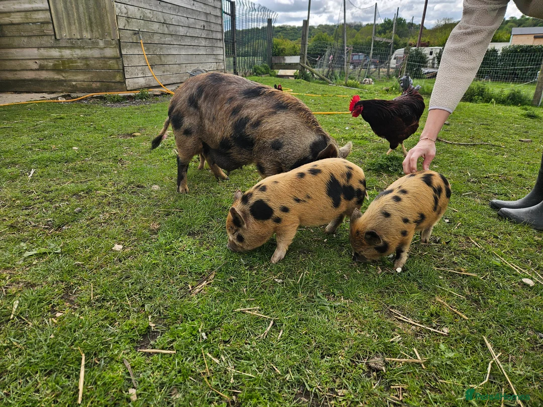 Pig livestock for sale: Miniature pigs  - Advert 2