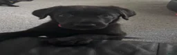 Sheprador dogs for sale: Stunning Jet Black Pups - Advert 8