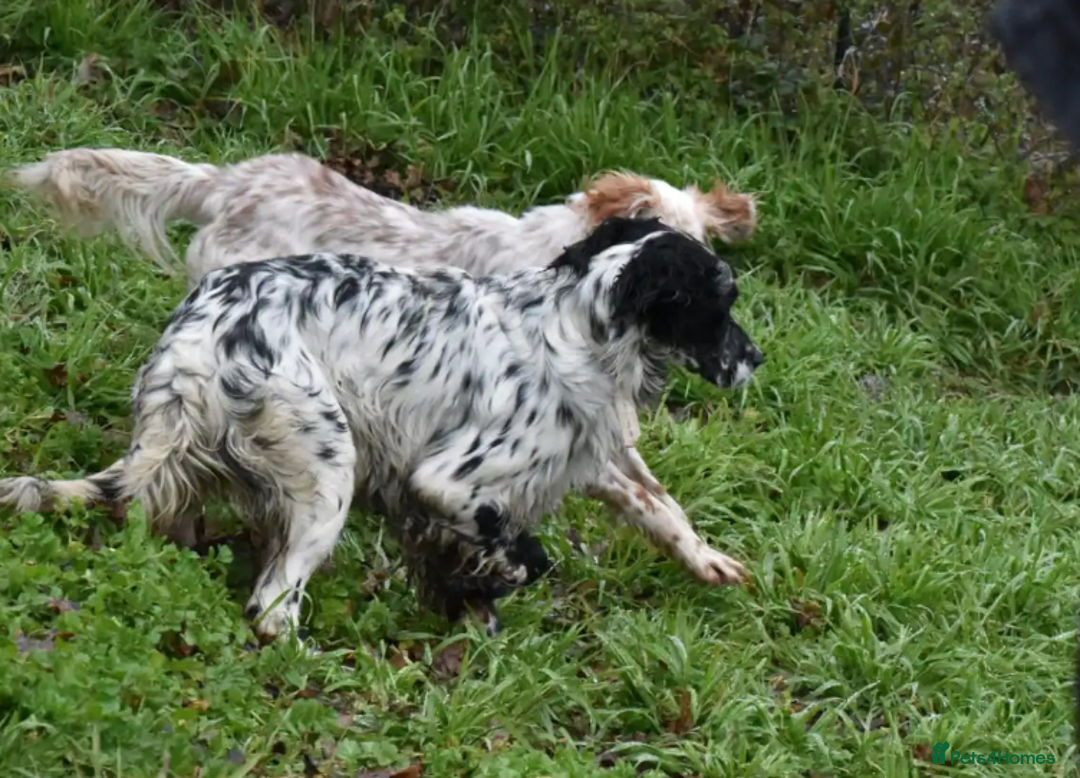 English Setter dogs for adoption: Rock  - Advert 22