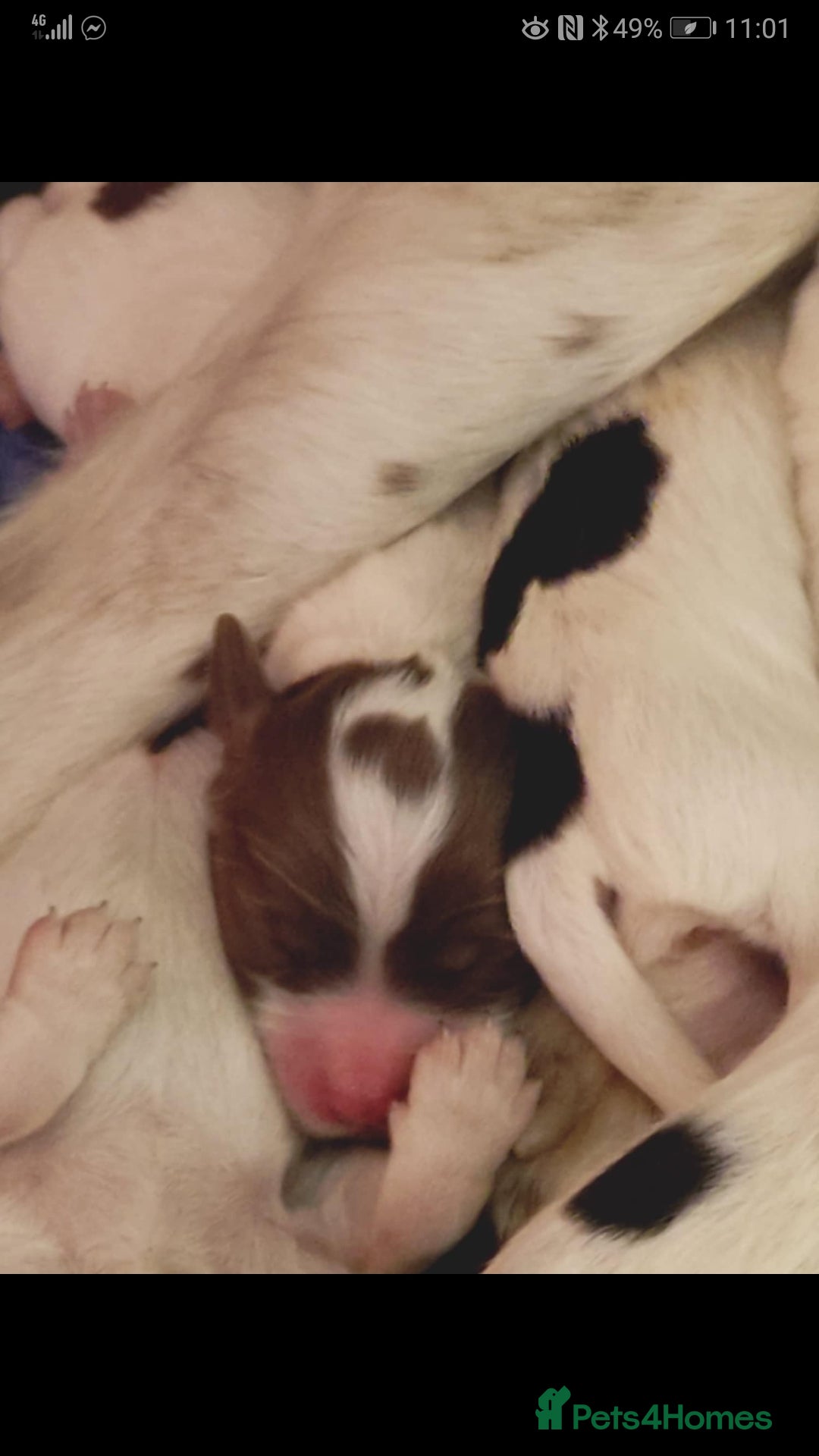 Sprocker dogs for sale: Adorable Chunky Sprocker Spaniel Pups - Image 5