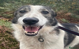 Mixed Breed dogs for adoption: Matteo - Norwich Norfolk  - Image 11