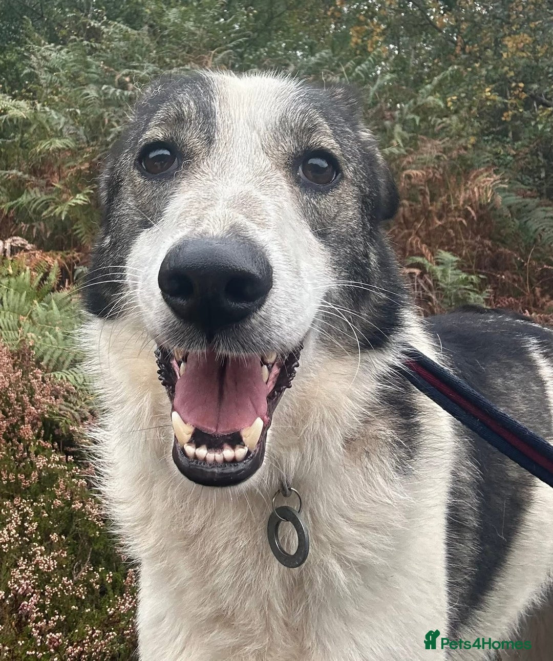 Mixed Breed dogs for adoption: Matteo - Norwich Norfolk  - Image 11