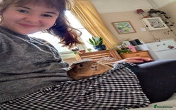 Guinea Pig rodents for sale: Loved guinea pigs need forever home 🩷 - Image 7