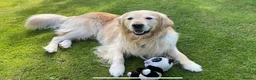 Golden Retriever dogs for sale: Beautiful pedigree Golden Retriever puppies in Usk - Advert 19
