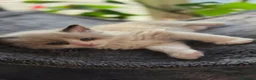 Ragdoll cats for sale: Ragdoll kittens 💉🩺 vaccinated & microchipped - Advert 6