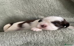 Shih Tzu dogs for sale: Adorable Imperial Shih Tzu Puppies - Image 10
