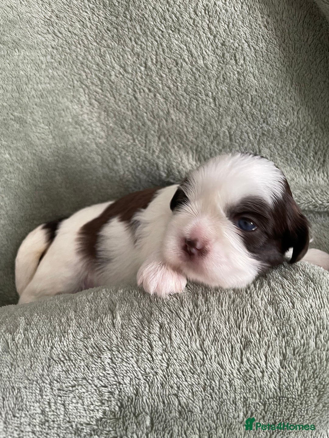 Shih Tzu dogs for sale: Adorable Imperial Shih Tzu Puppies - Image 10