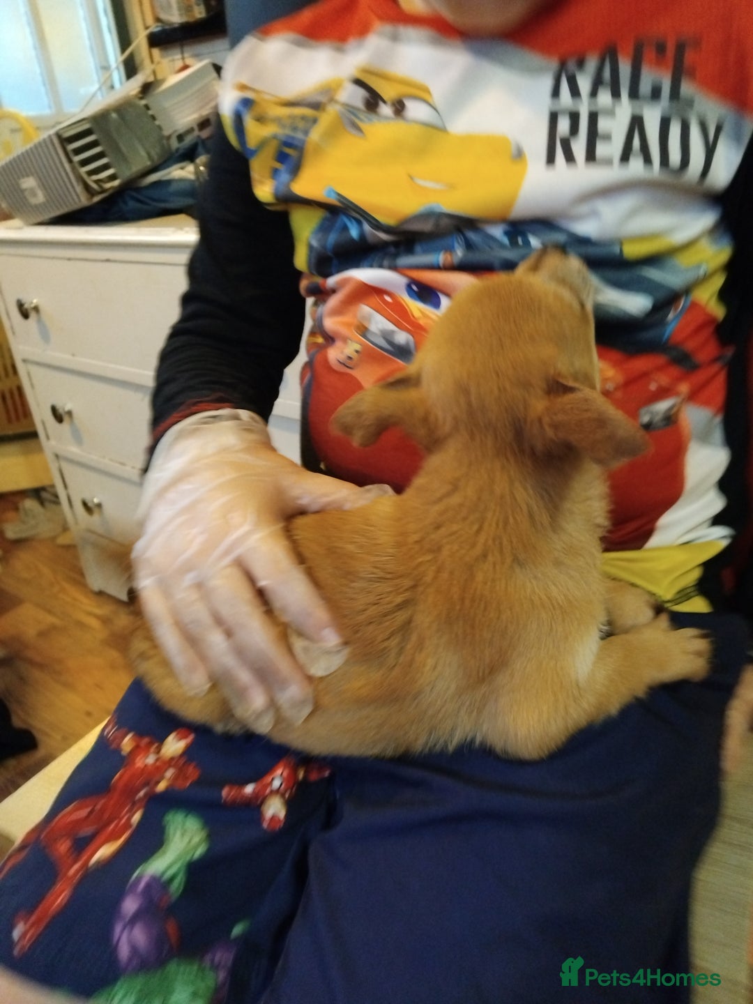 Chihuahua dogs for sale: 3 beautiful chihuahua puppies - Image 14