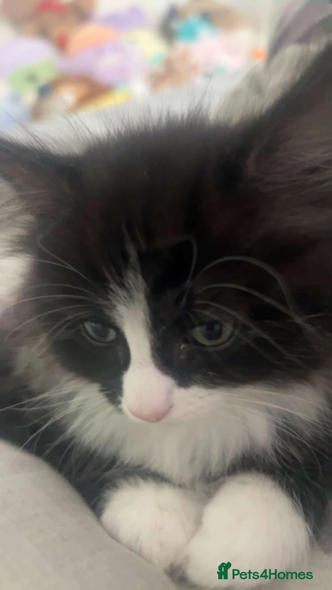 Ragdoll cats for sale: 8 week old male half ragdoll kitten - Advert 6