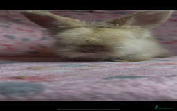 Angora rabbits for sale: Gorgeous fluffy little angora baby bunnies - Image 23