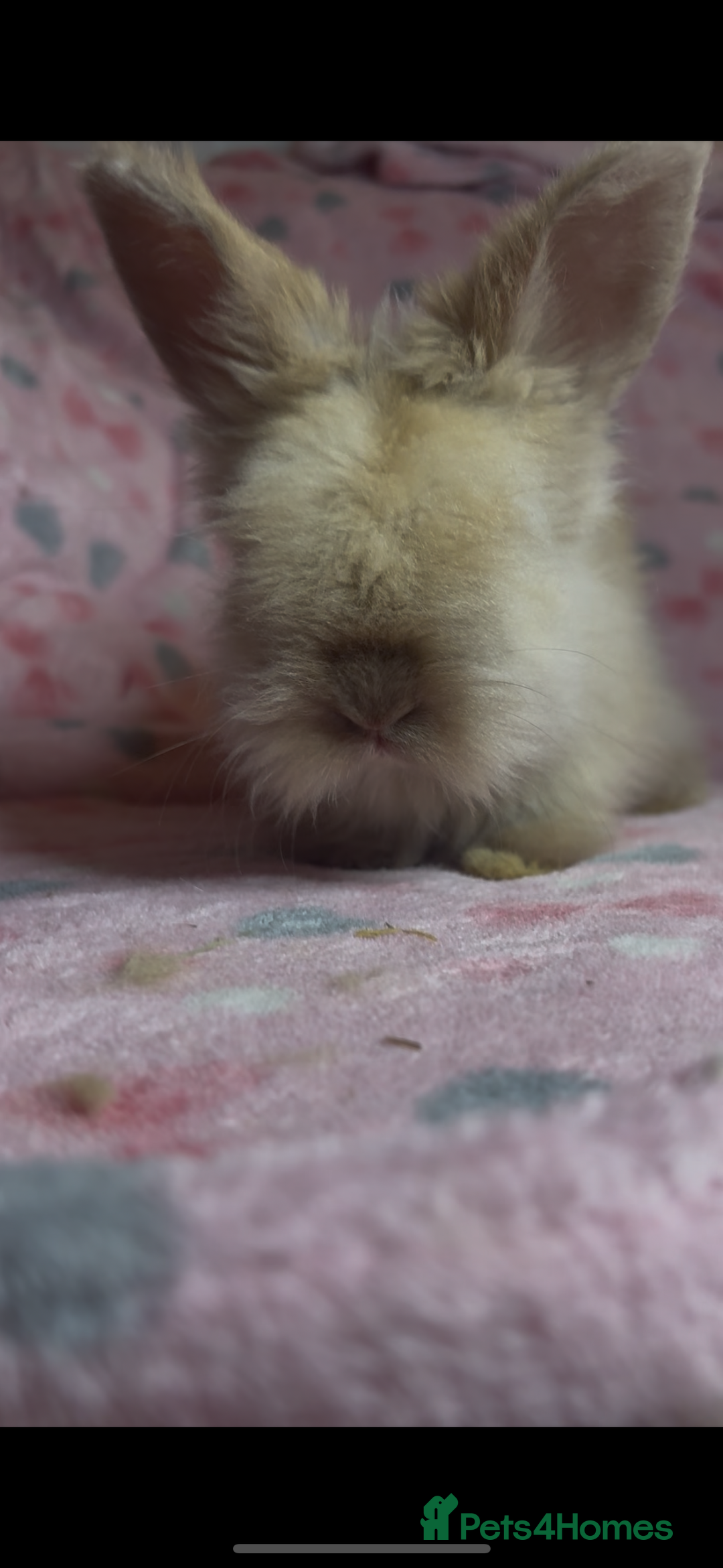 Angora rabbits for sale: Gorgeous fluffy little angora baby bunnies - Image 23