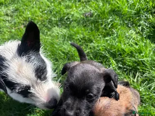 Patterjack dogs Gorgeous Terrier Pups For Sale - Advert 2