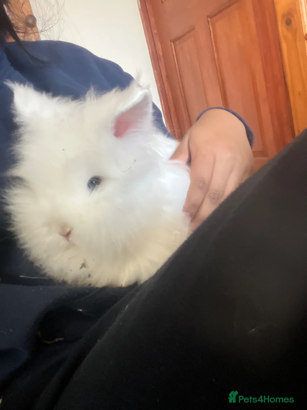 Mixed Breed rabbits for sale: Cute bunnies - Advert 2