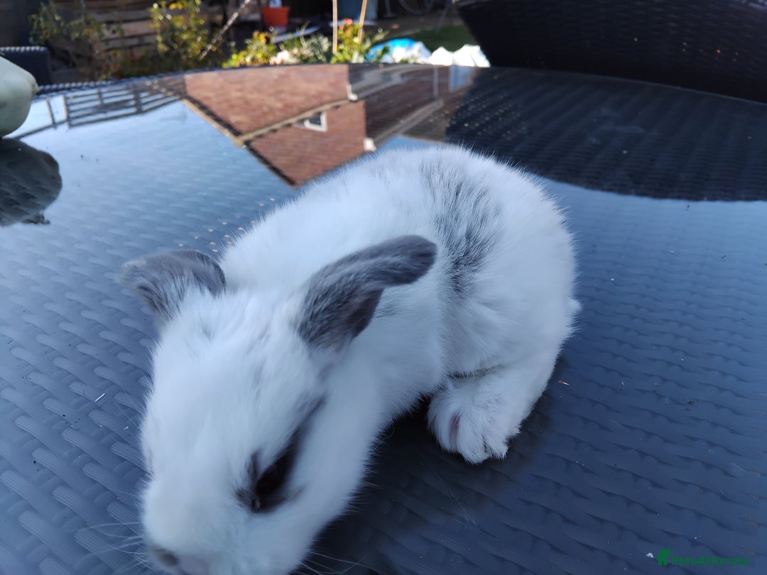 Mini Lop rabbits for sale: 3 lovely mini lop males for sale - Image 10