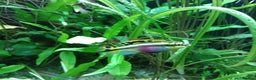 Cichlids fish for sale: Breeding pair of Kribensis - Advert 1