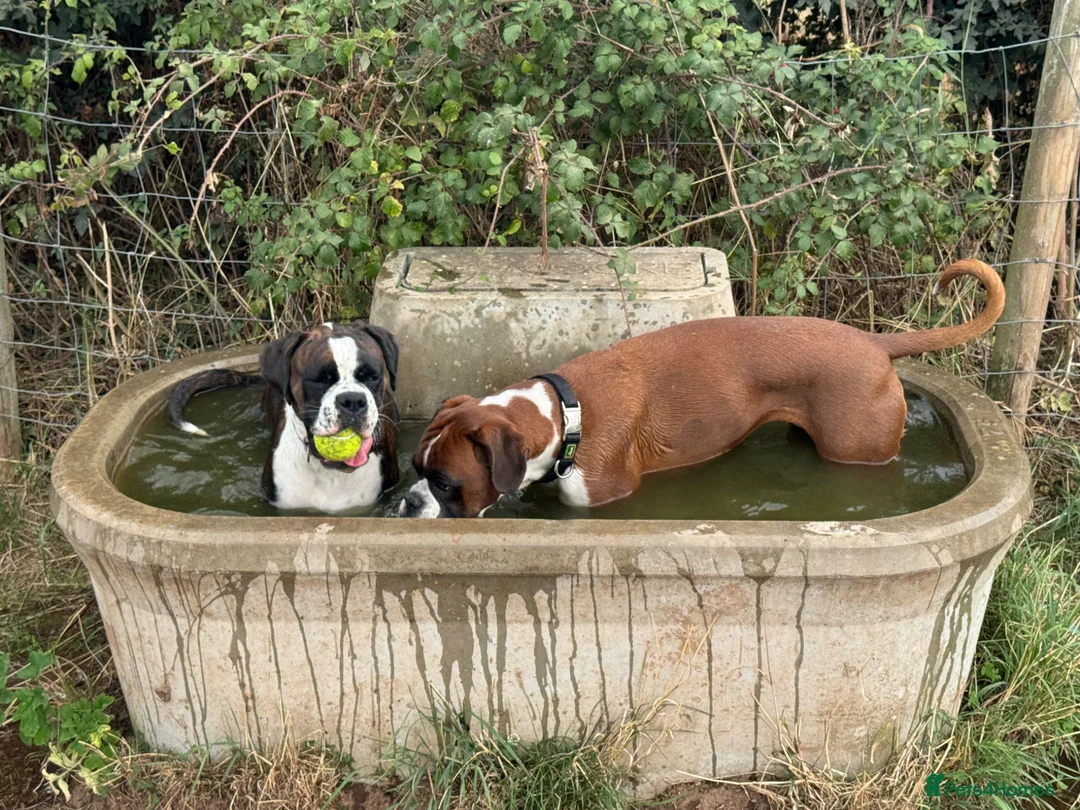 Boxer dogs for sale: KC Reg Flashy Dark Brindle Boxer Bitch (Spayed) - Advert 2