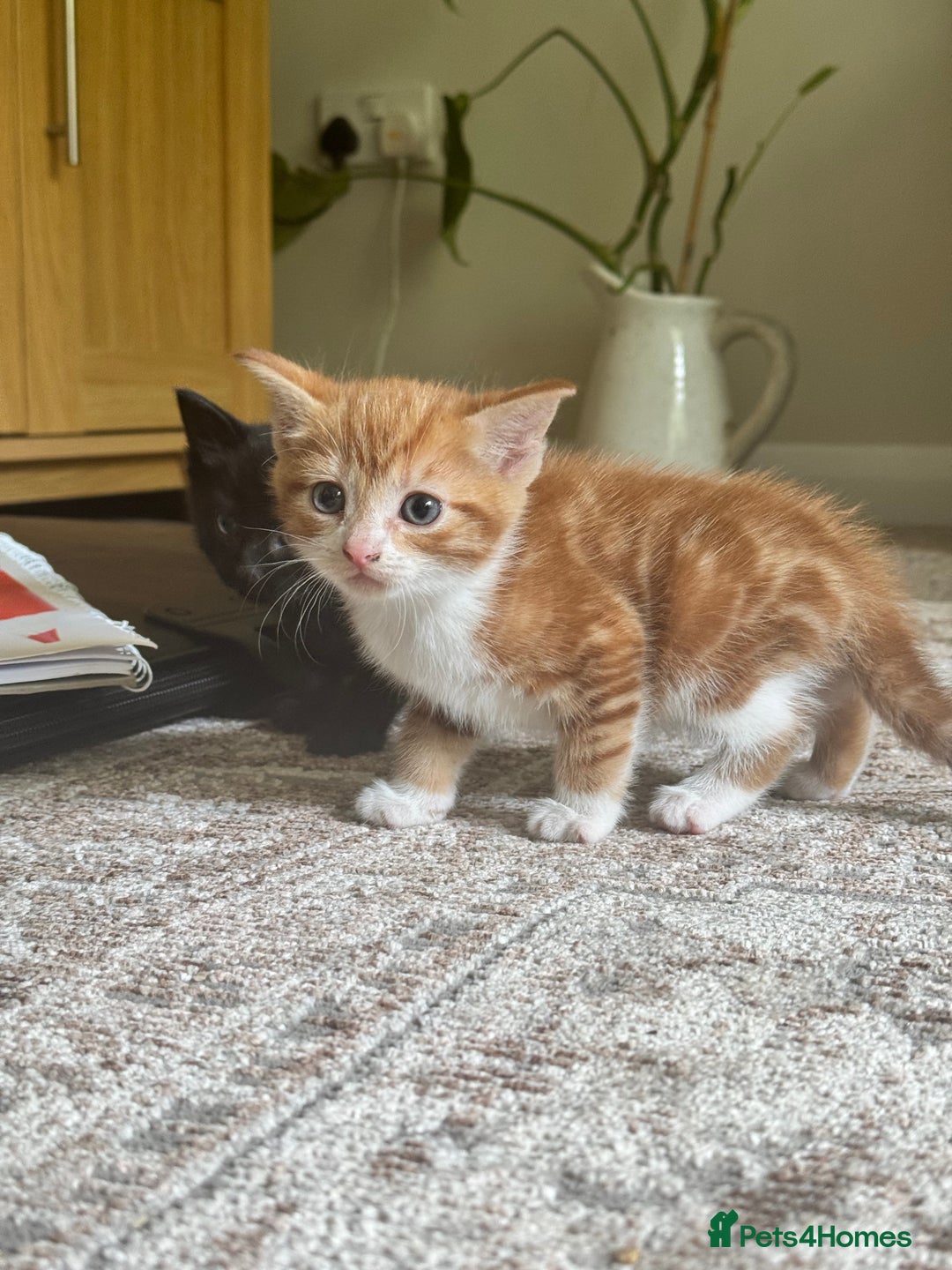 British Shorthair cats for sale: Short haired kittens  - Image 1