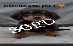 Cocker Spaniel dogs for sale: Cocker spaniel puppies for sale - Image 24