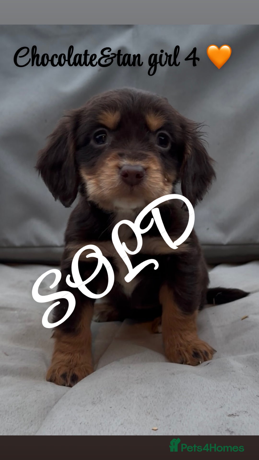 Cocker Spaniel dogs for sale: Cocker spaniel puppies for sale - Image 24