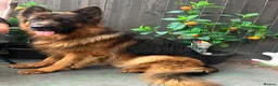 German Shepherd dogs for sale: 💥Champion🩸line KC Reg GermanShepherd puppy’s GSD - Advert 14