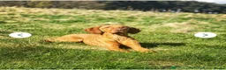 Hungarian Vizsla dogs for sale: KC Registered Hungarian Viszla litter  - Advert 6