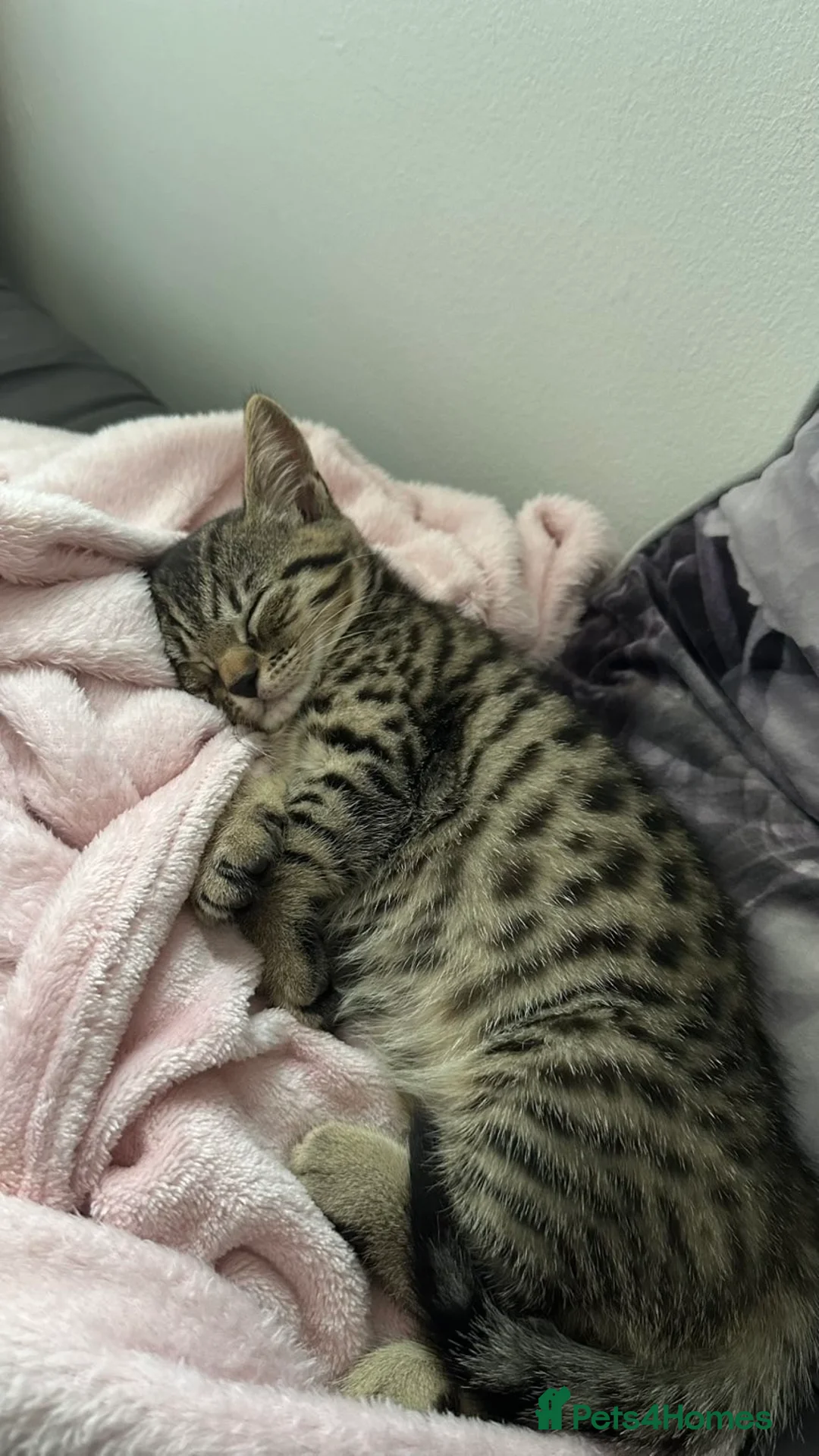 Bengal cats for sale: Meet Chika a mix of bengal and shorthair in London - Advert 8