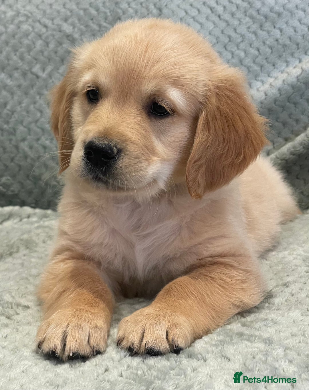 Golden Retriever dogs for sale: Quality Litter Of KC Reg Golden Retriever Puppies  - Image 33