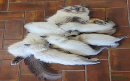 Ragdoll cats for sale: Beautiful Ragdoll kittens - Image 9