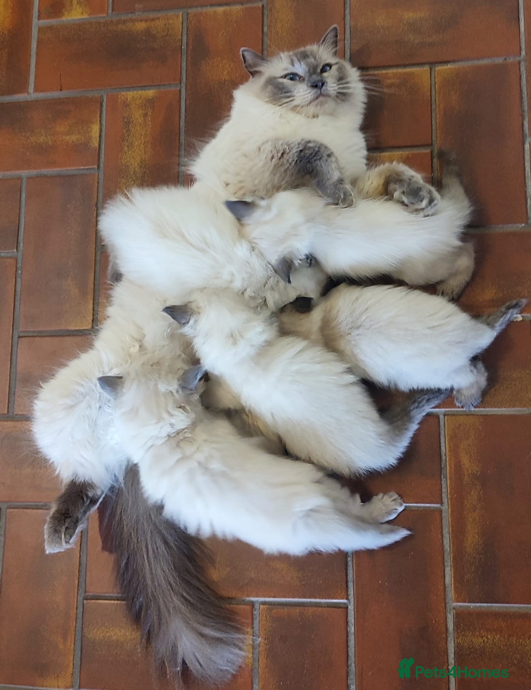 Ragdoll cats for sale: Beautiful Ragdoll kittens - Image 9
