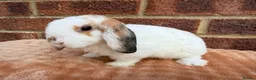 Mini Lop rabbits for sale: Two mini lop sisters available  - Advert 3