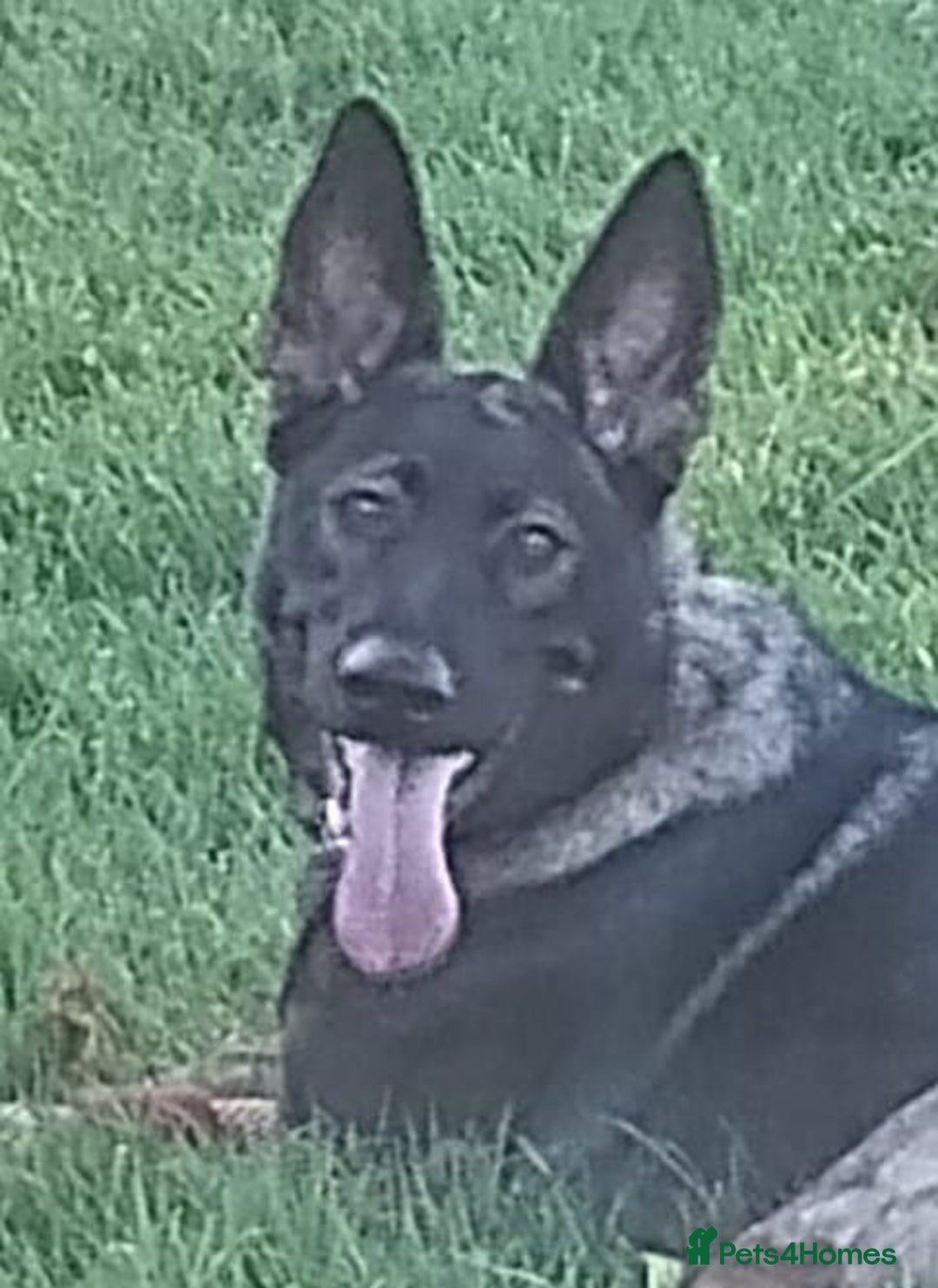 German Shepherd dogs for sale: APPROVED GSD PUPPIES,BLACK AND TAN,SABLE,SEE ALL P - Advert 13