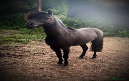 Miniature horses for sale: American Miniature show stallion - Image 2