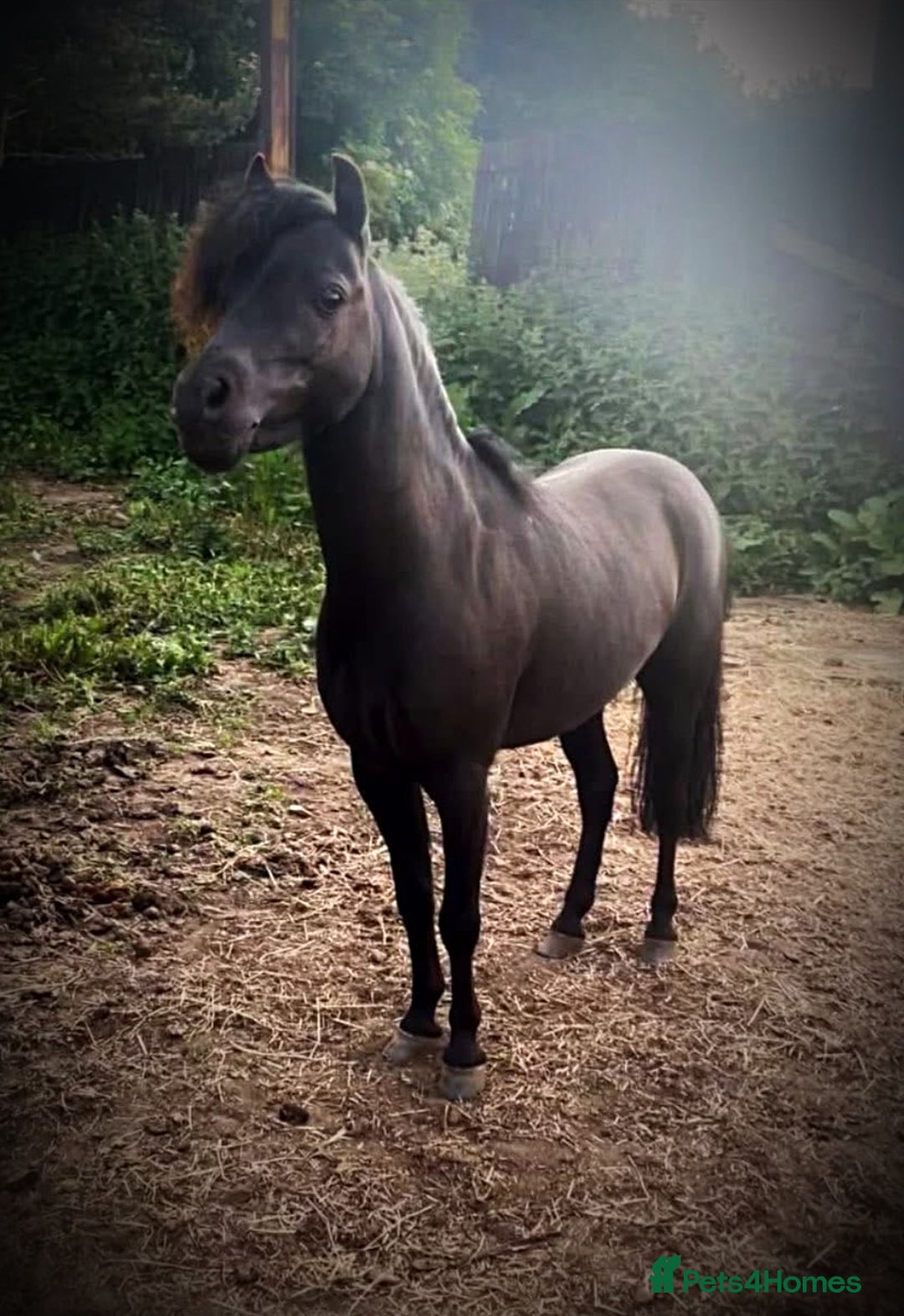 Miniature horses for sale: American Miniature show stallion - Image 2